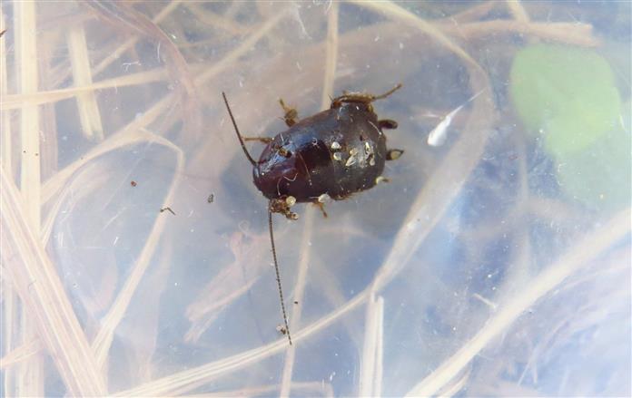 Loboptera sp.